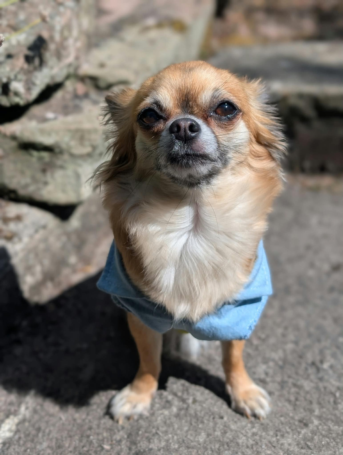 Embroidered Denim Dog Vest