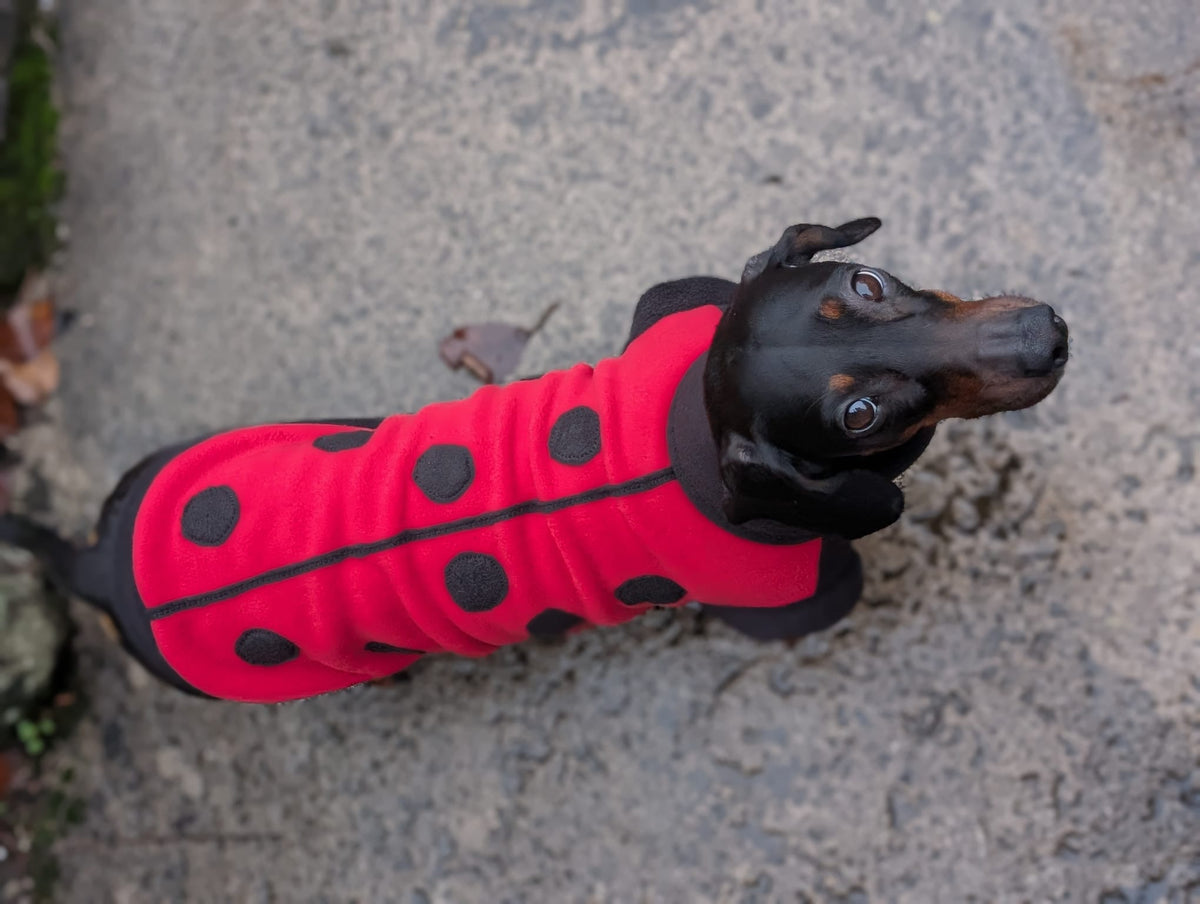 Bumble bee and ladybird jumpers