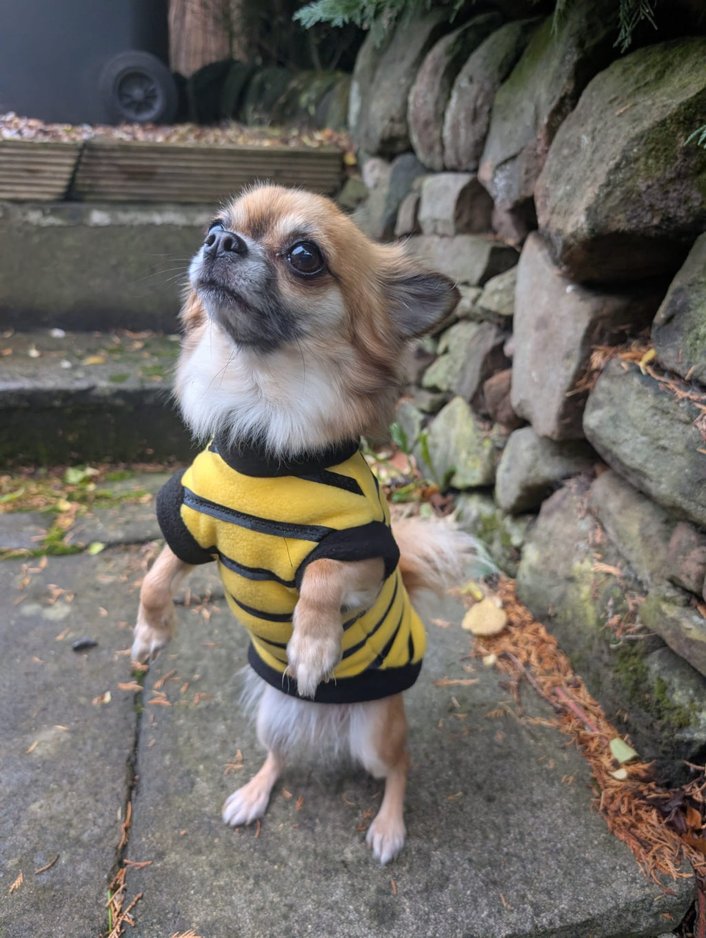 Bumble bee and ladybird jumpers