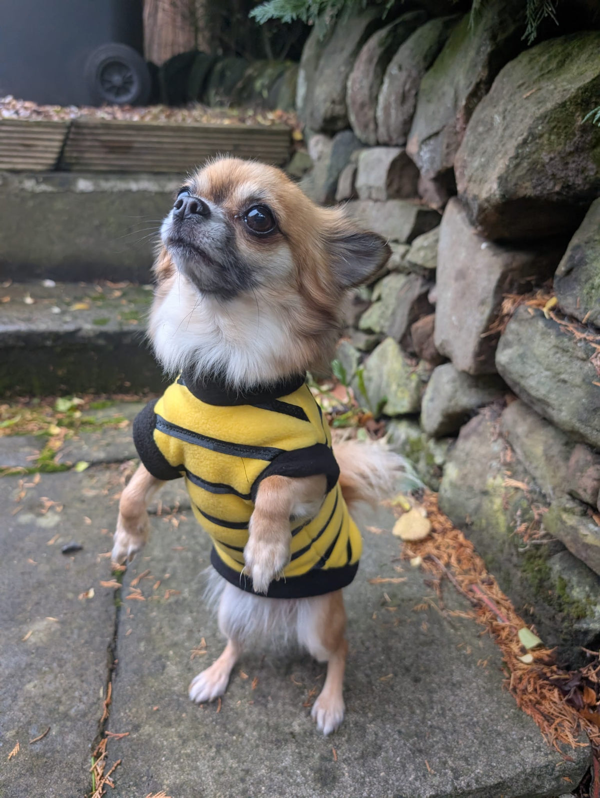 Bumble bee and ladybird jumpers