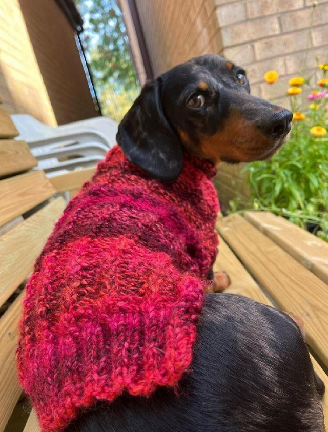 Knitted dog jumper