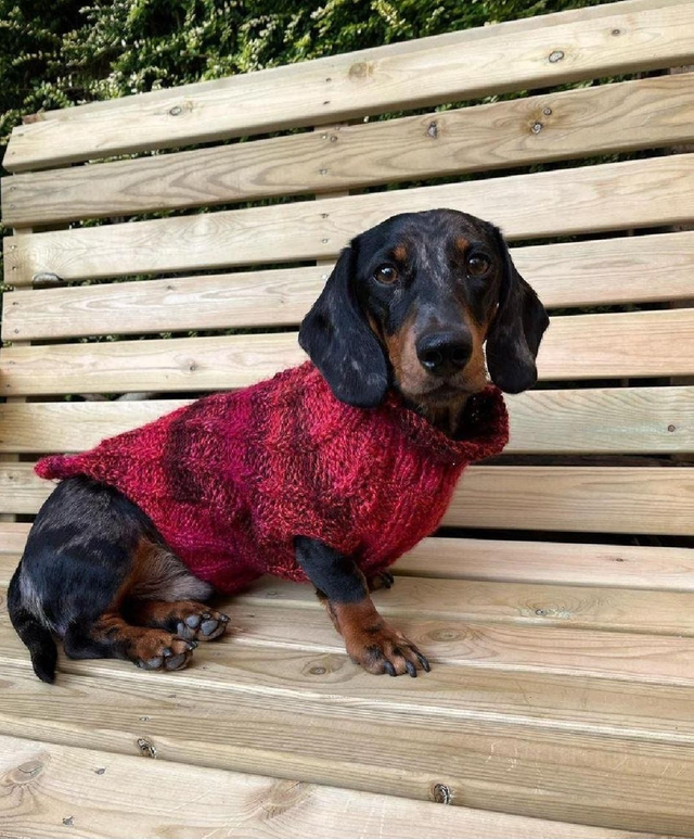 Knitted dog jumper
