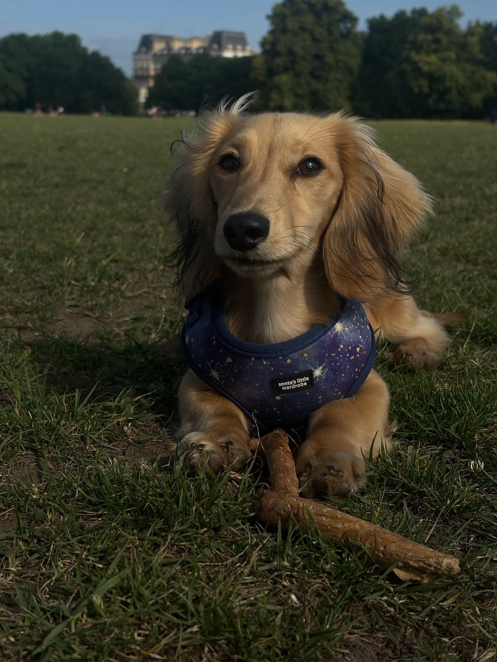 Starry Night harness