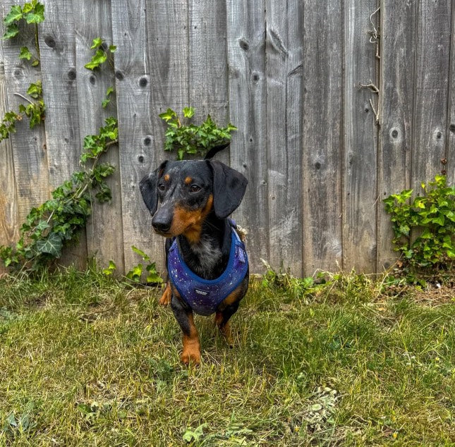 Starry Night harness