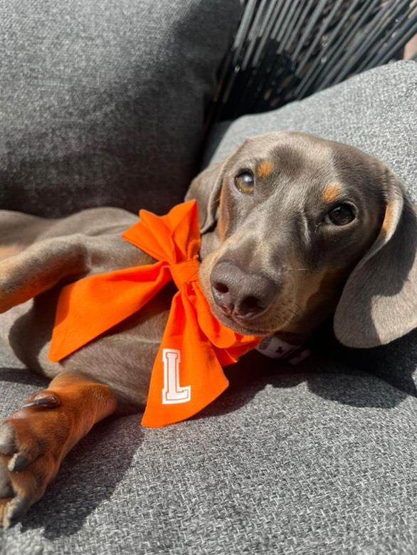 Monogrammed sailor bow