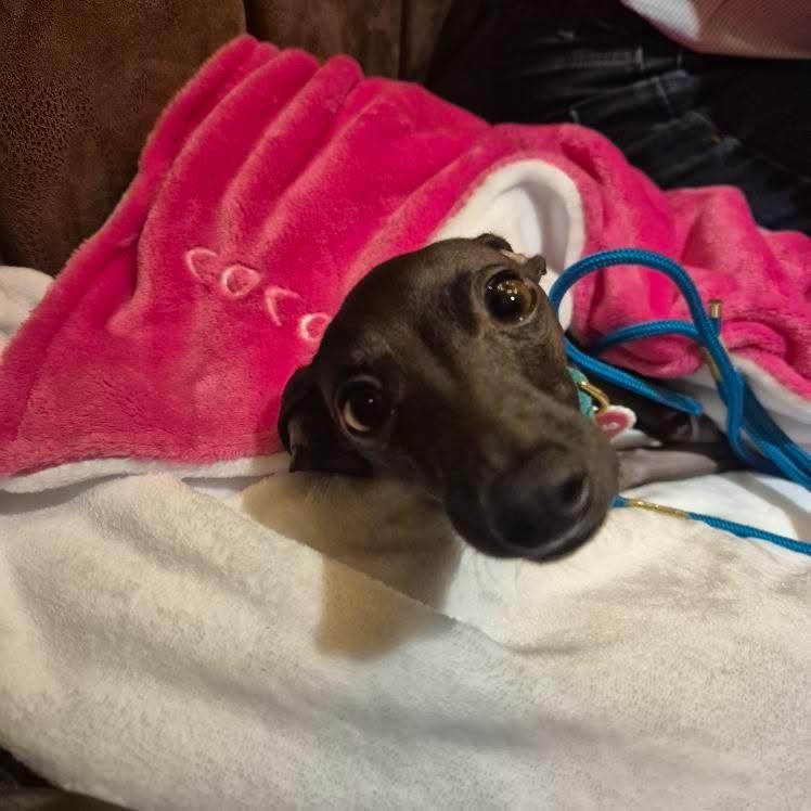 Personalised embroidered cuddle fleece blanket