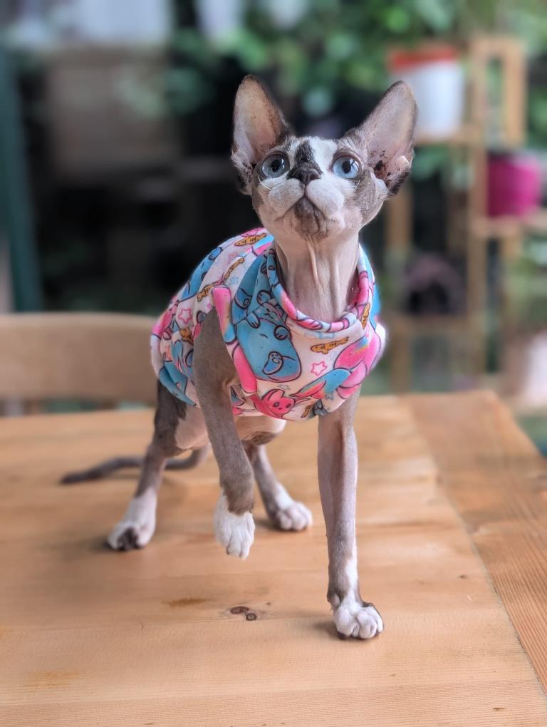For your cats only eco fleece jumper