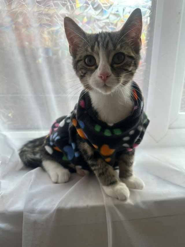 Cat fleece jumpers