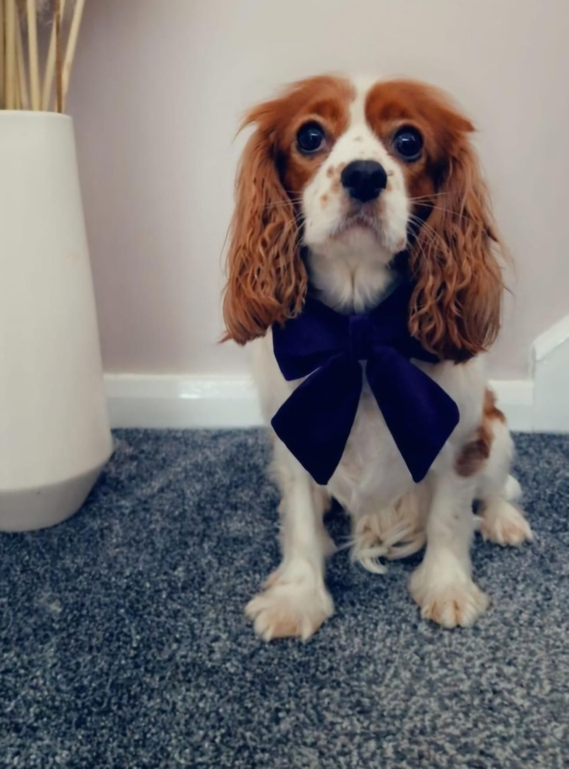 Velvet sailor bows