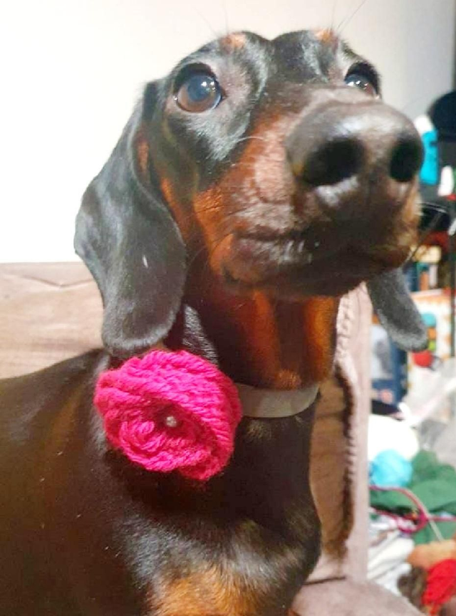 Knitted rose collar charm