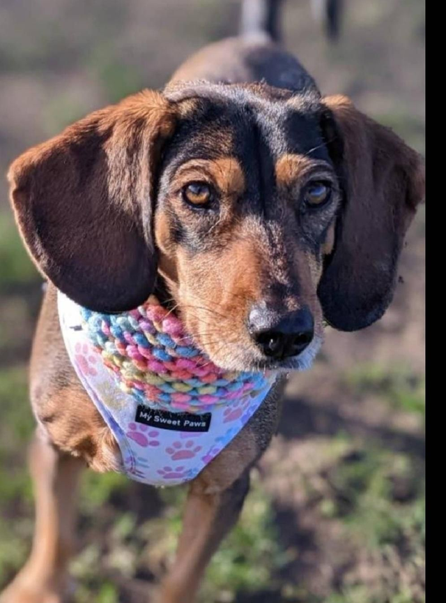 Multicolour chunky knit snood