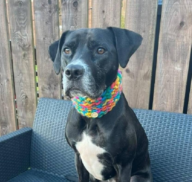 Multicolour chunky knit snood