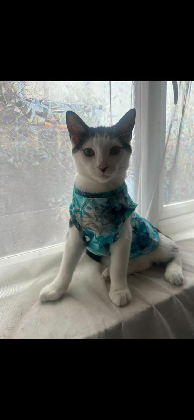 Cat jersey