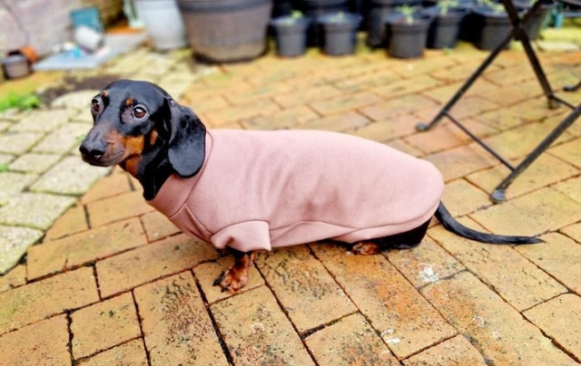 Dog sweatshirt