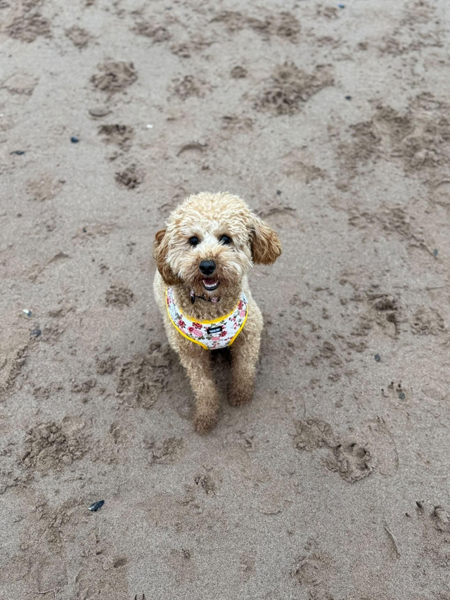 Secret Garden harness