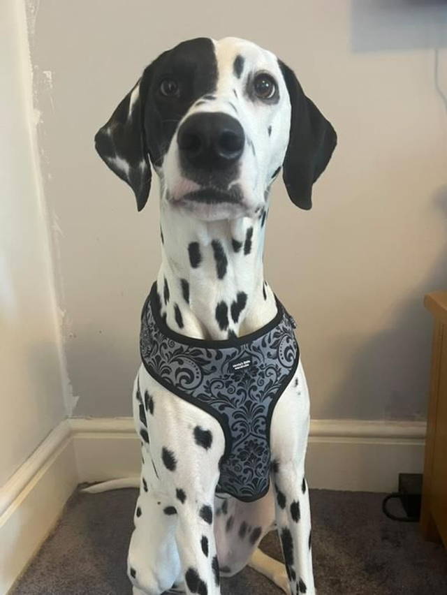 Gothica accessory bundle