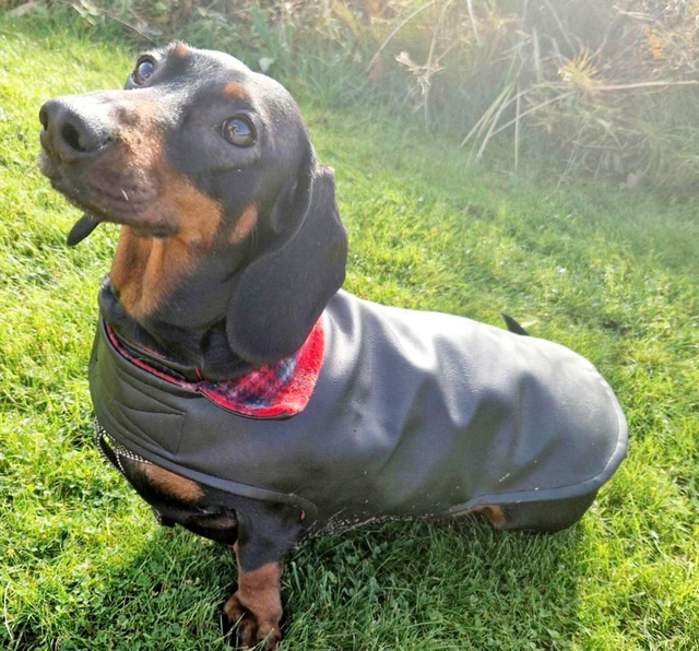 Faux leather dog coat with soft fleece lining
