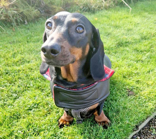 Faux leather dog coat with soft fleece lining