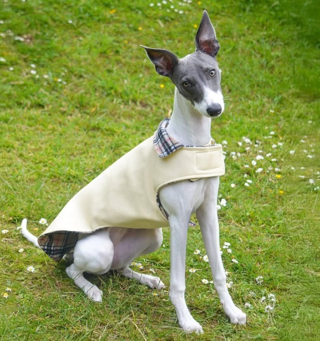 Faux leather dog coat with soft fleece lining