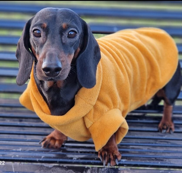 Dog fleece