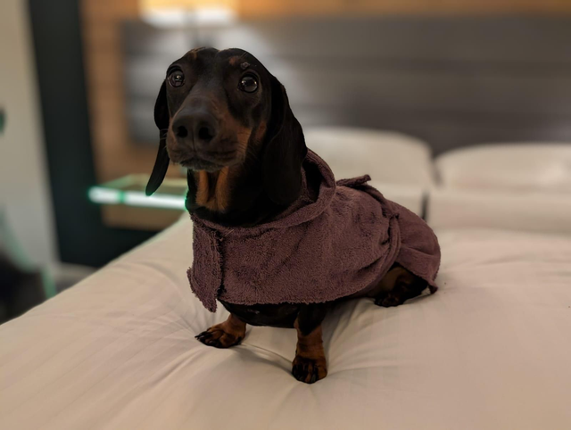 Dog bathrobe