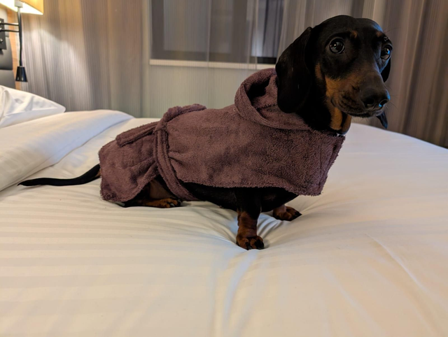 Dog bathrobe