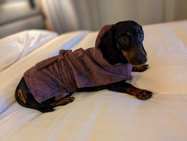 Dog bathrobe