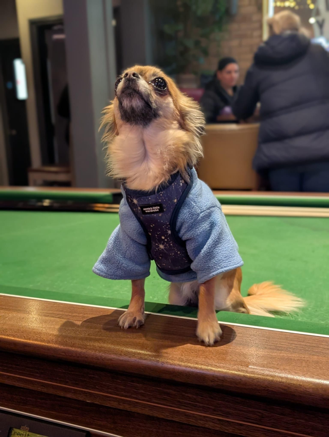Starry Night harness