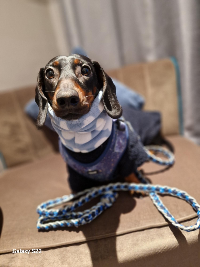 Starry Night harness