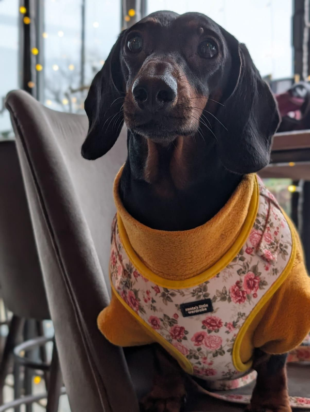 Secret Garden harness