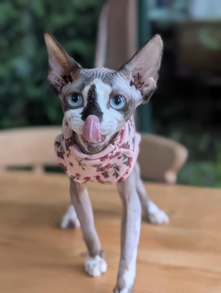 Cat alpine fleece jumper