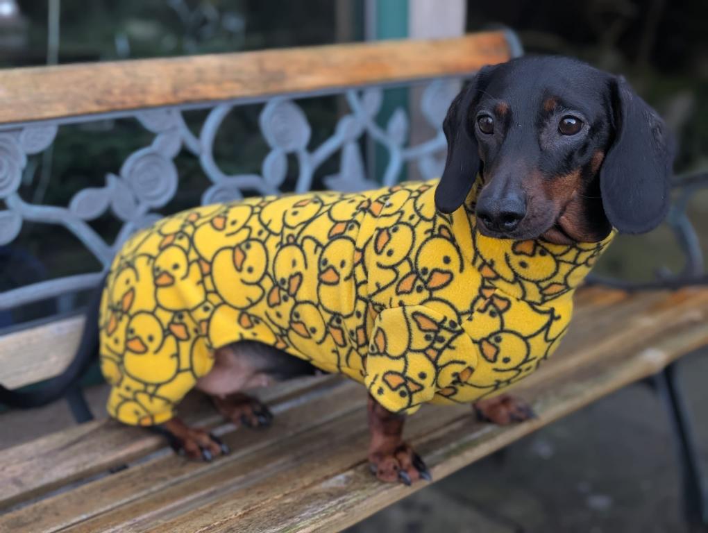 Dachshund patterned fleece onesie