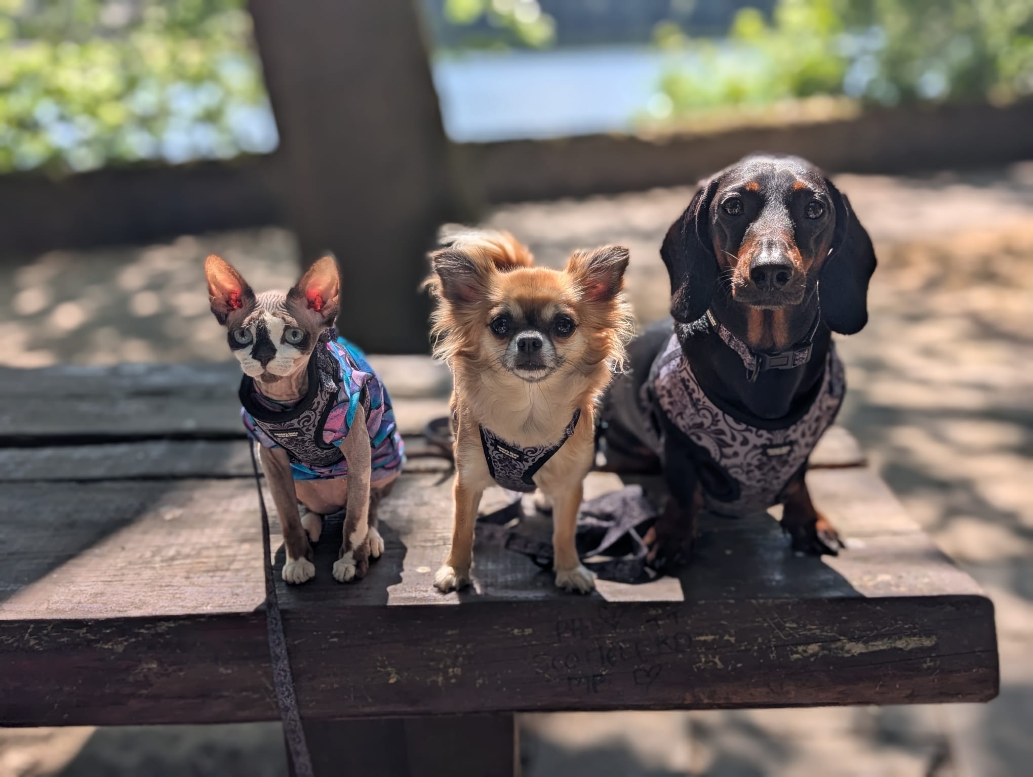 Gothica dog harness