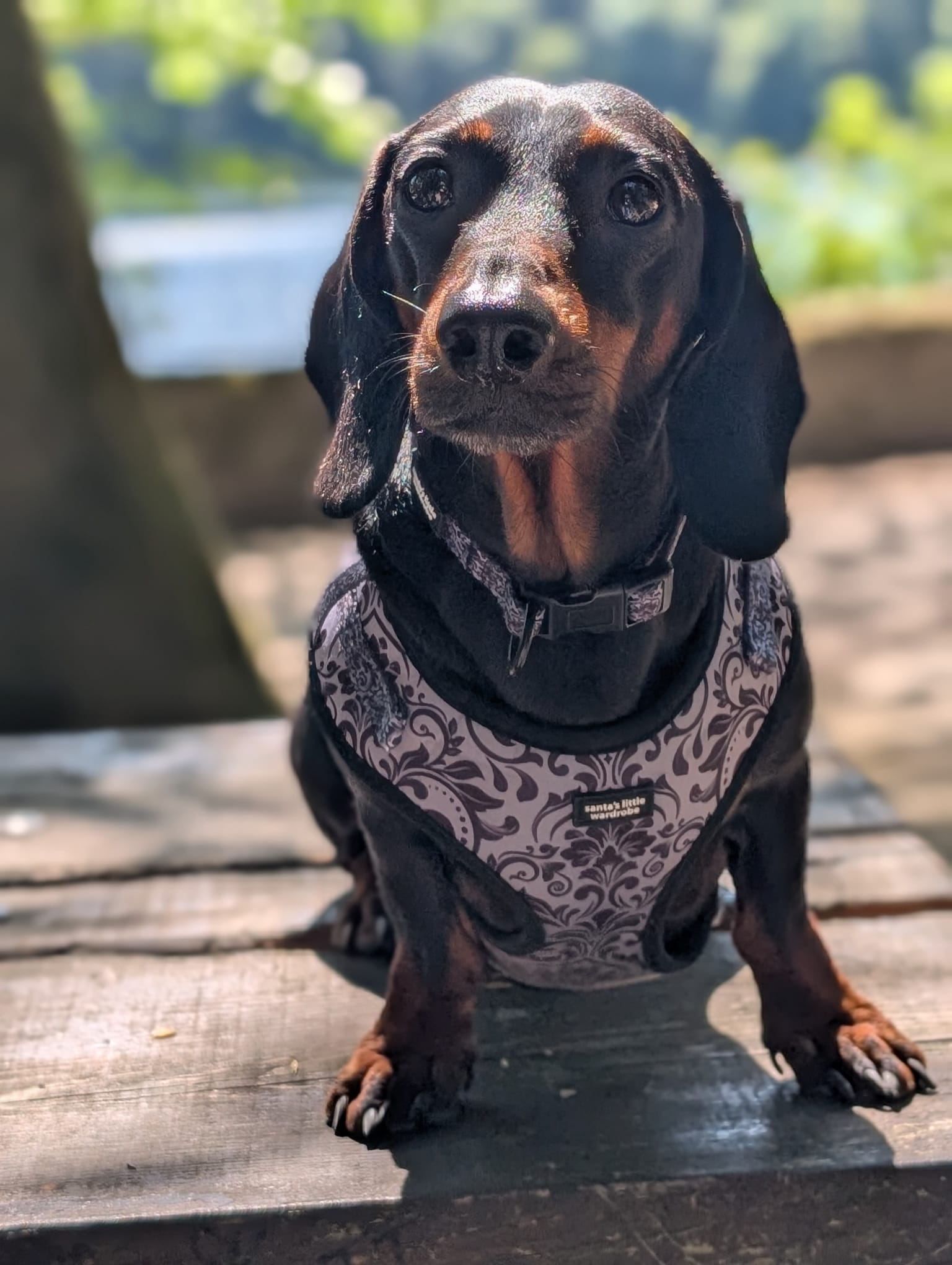 Gothica dog harness