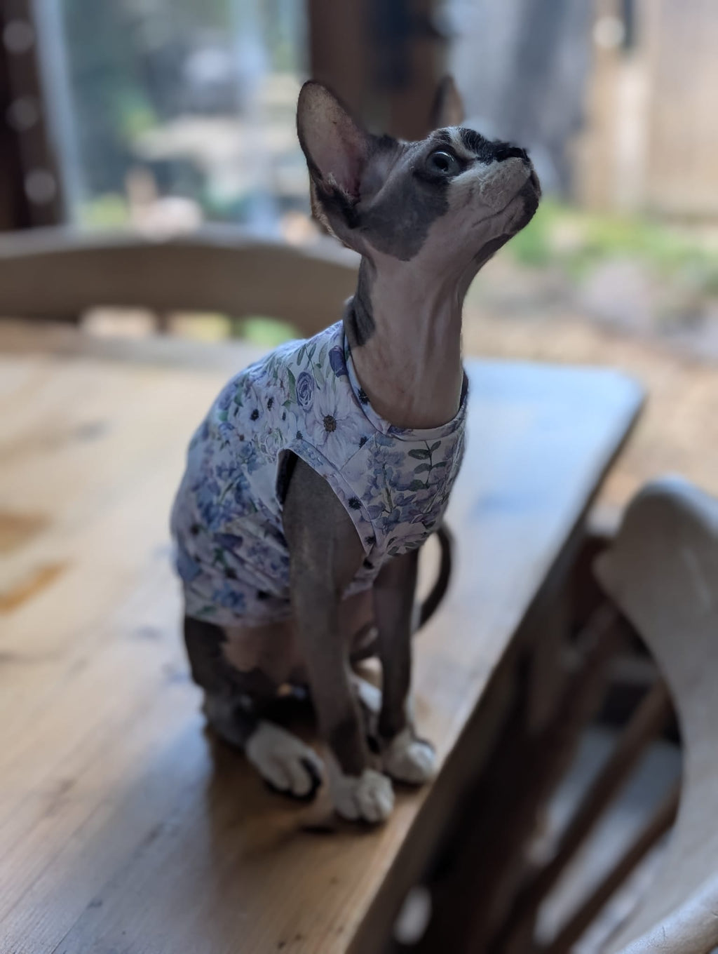 Cat jersey