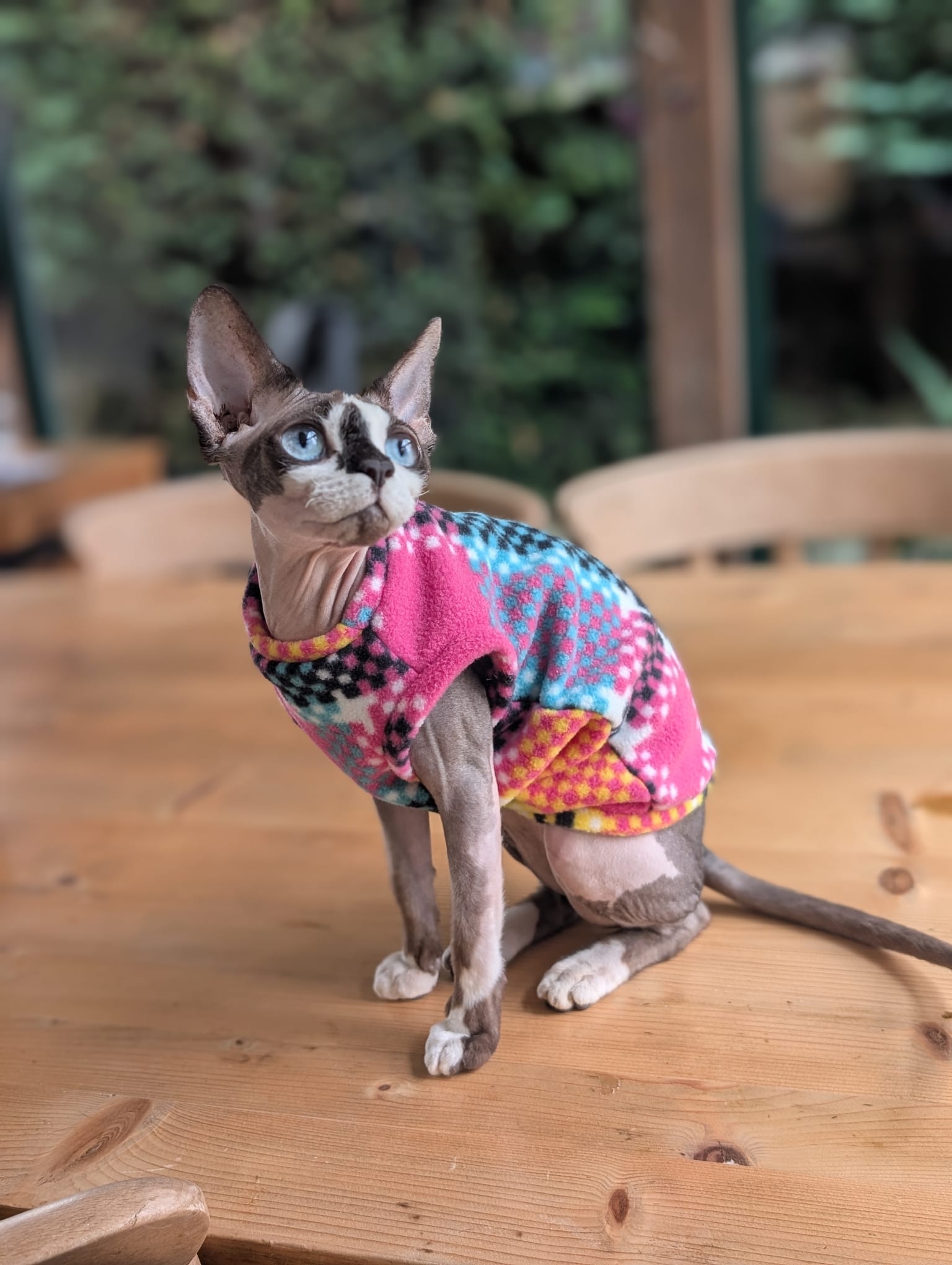 Cat fleece jumpers