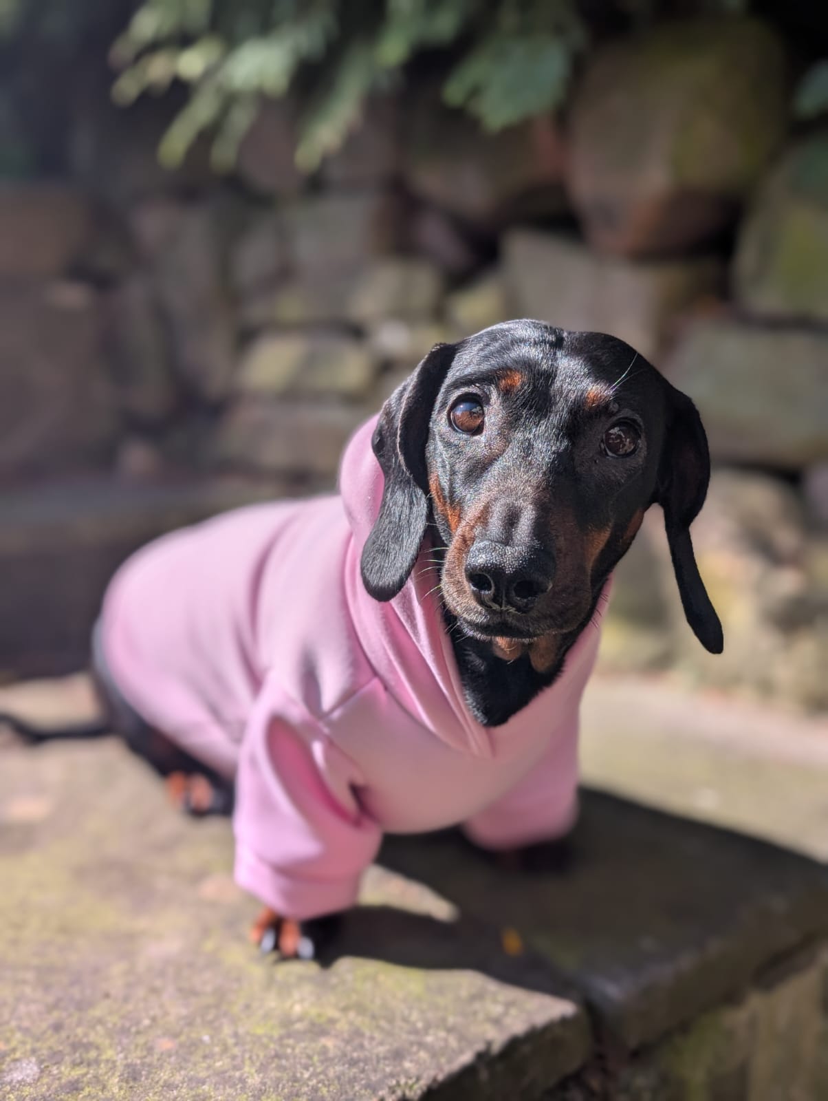 Pet hoodie