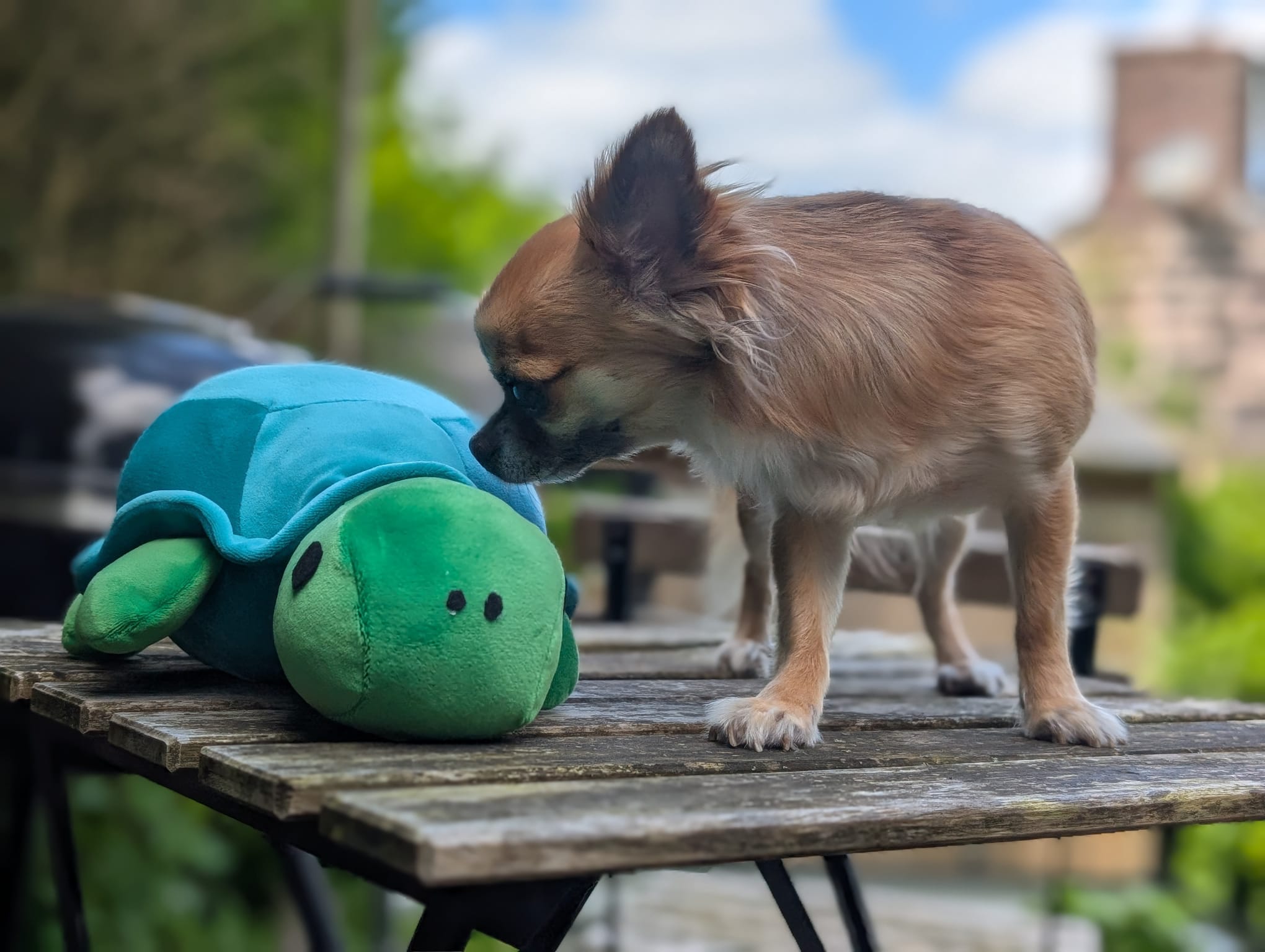 Suzi the Tortoise