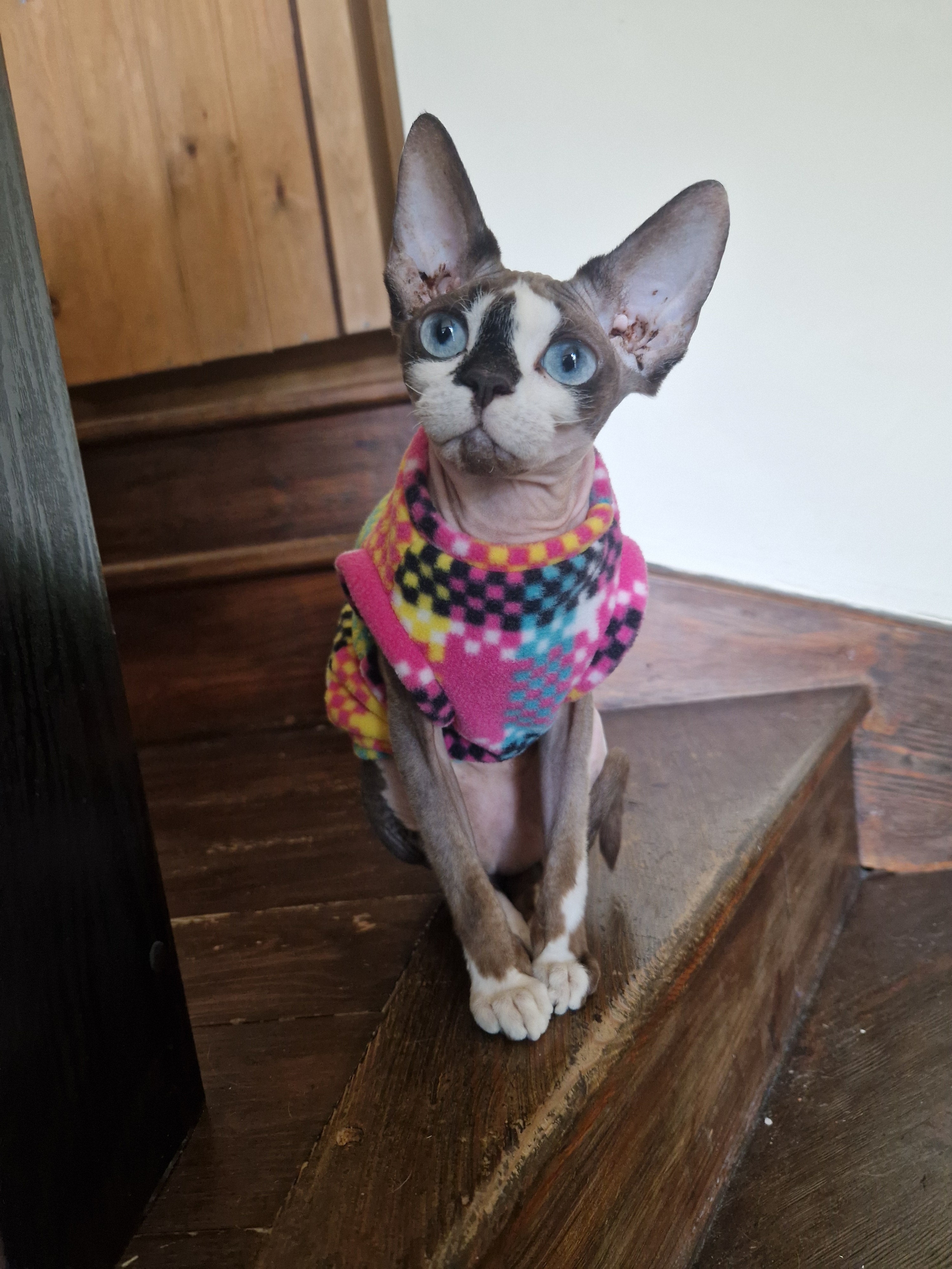 Cat fleece jumpers