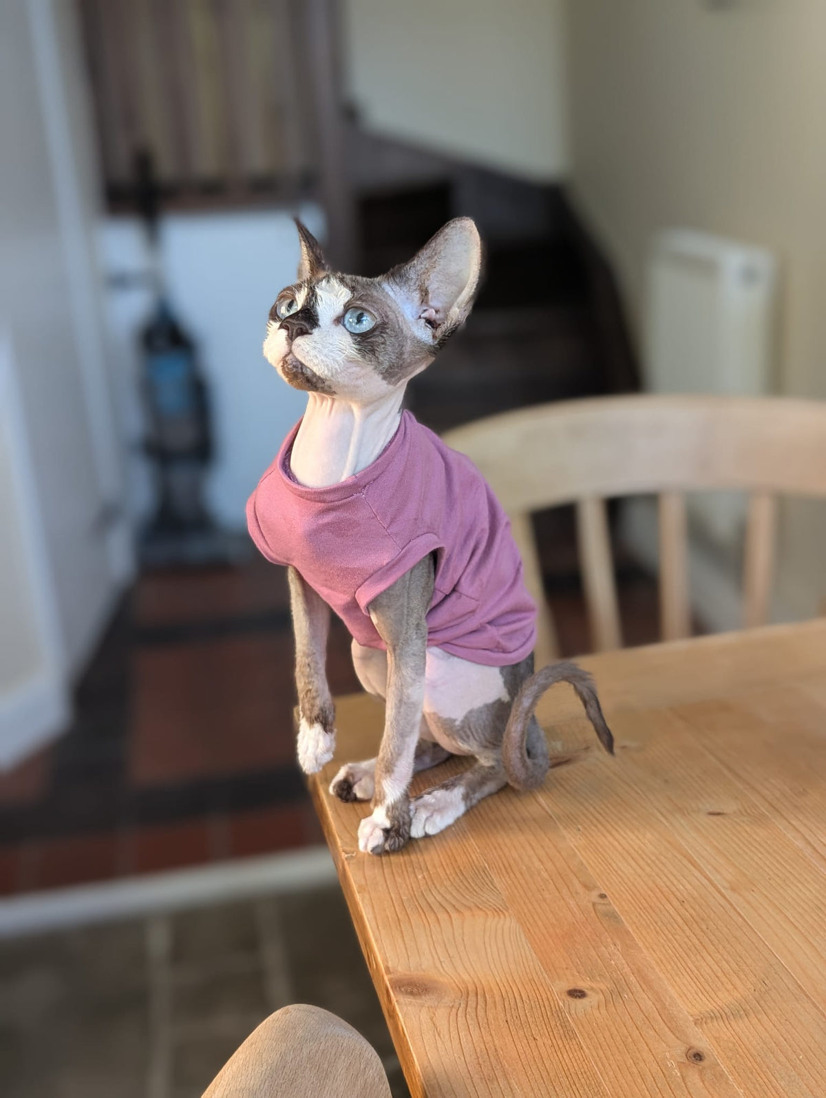 Plain colours cat jerseys