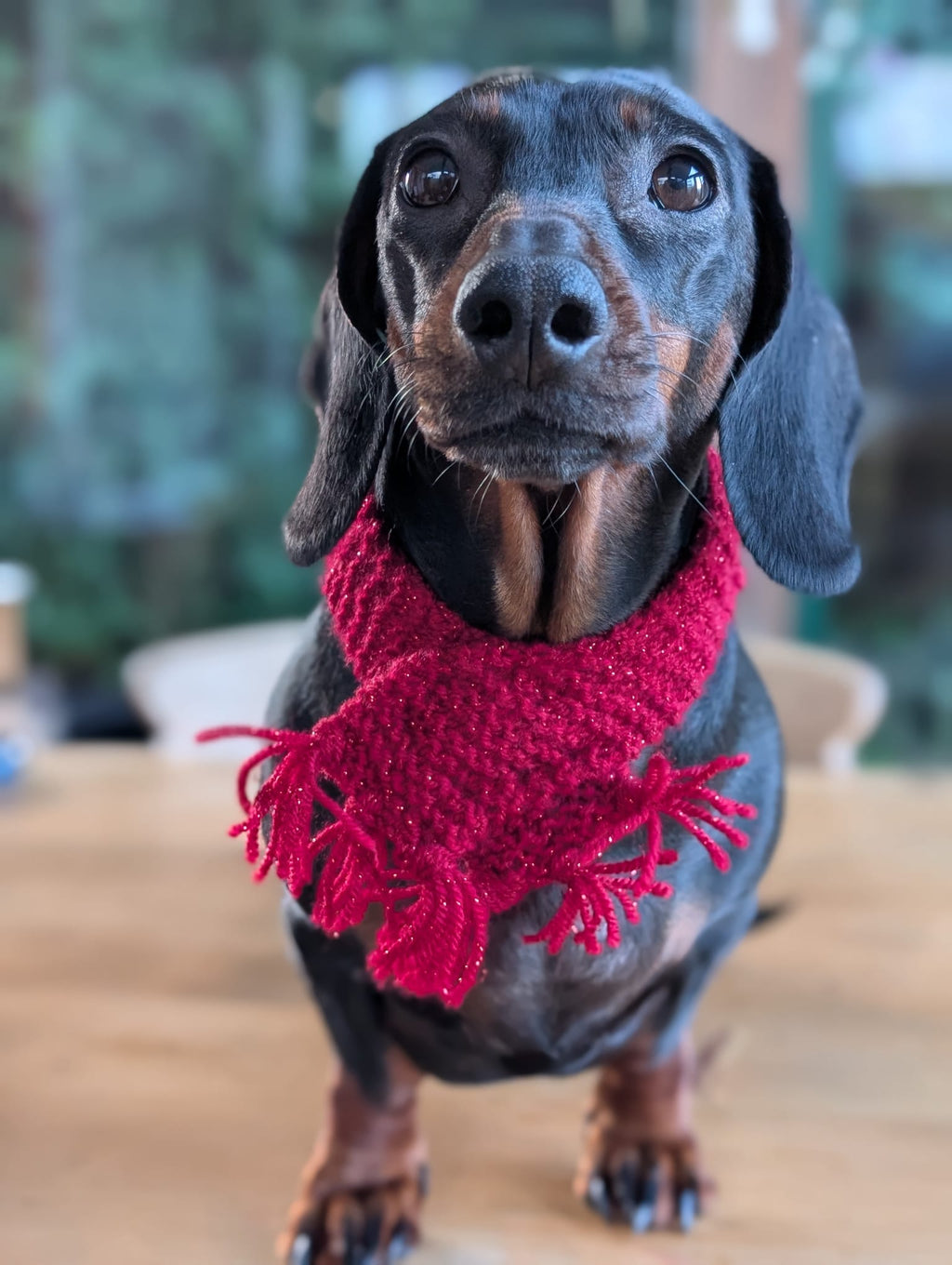 Pet scarf