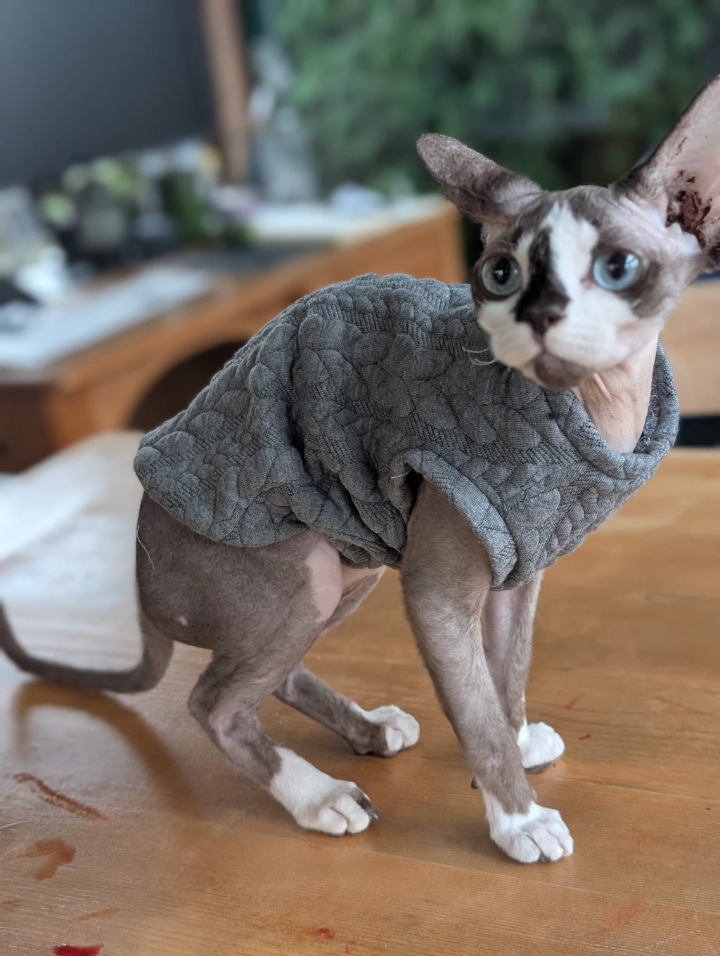 Cable knit cat jumper