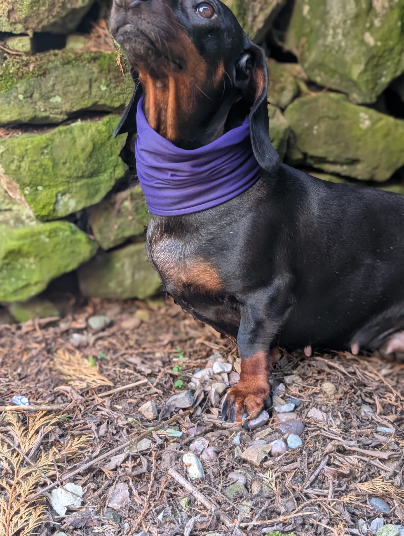 Cooling snood