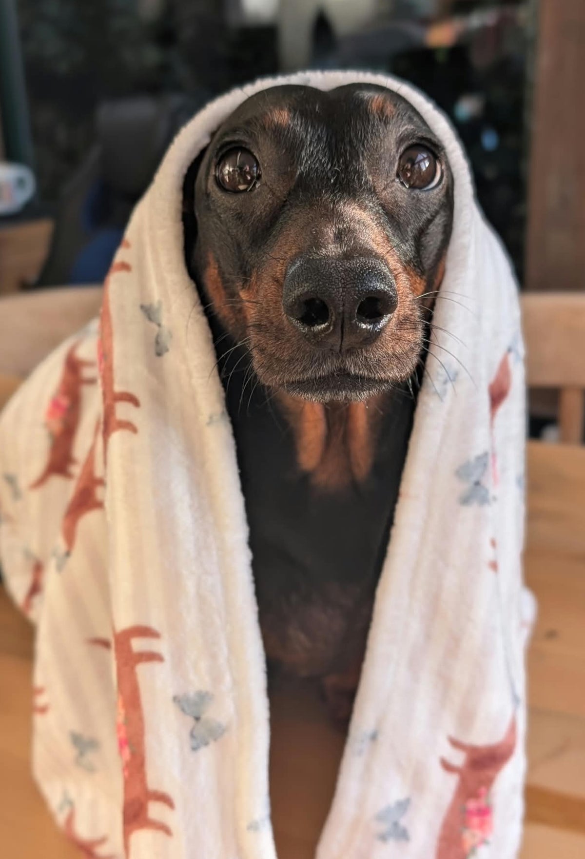 Personalised pet blankets