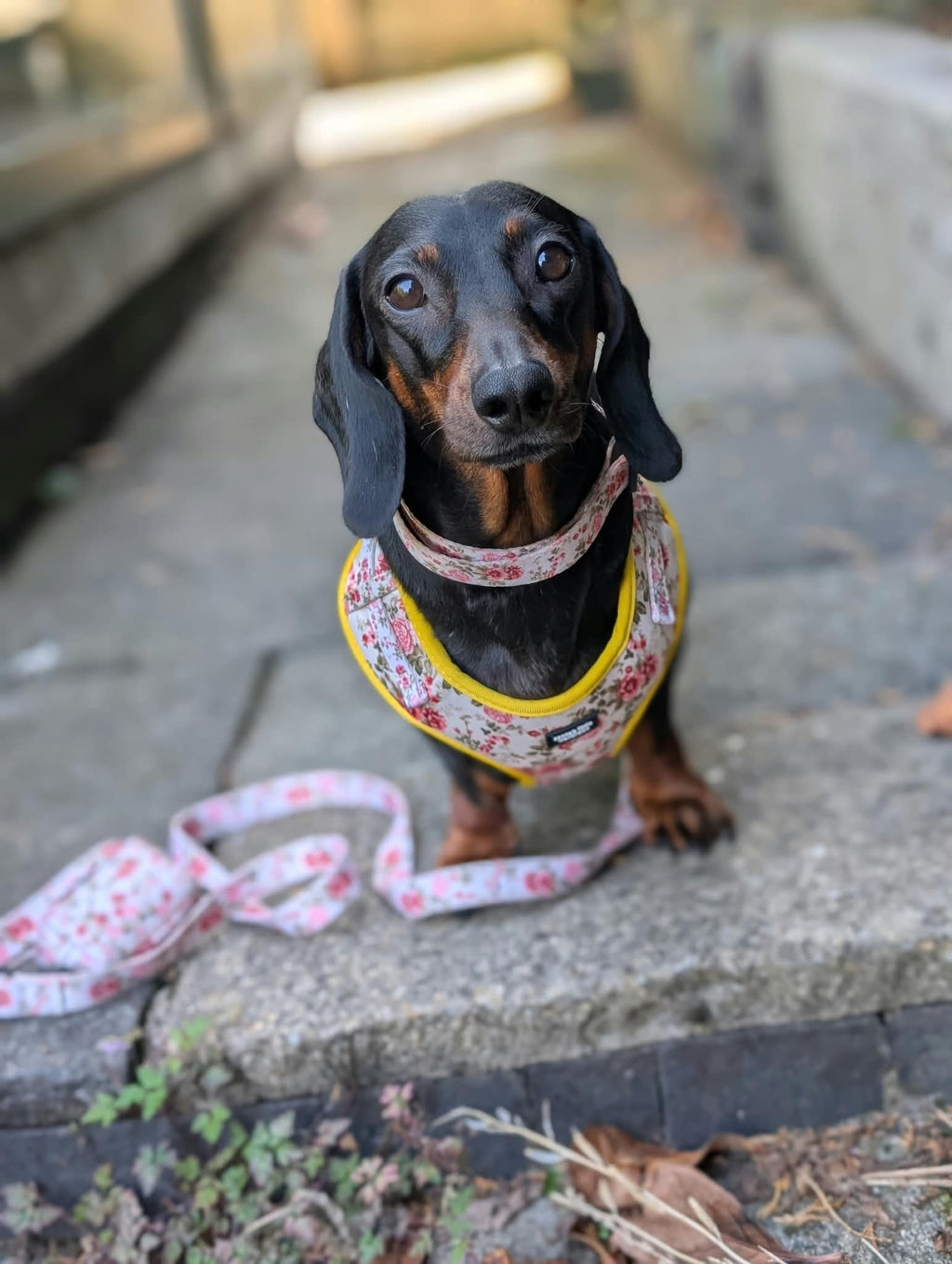 Secret Garden harness