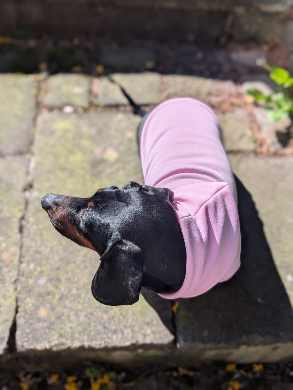 Pet hoodie
