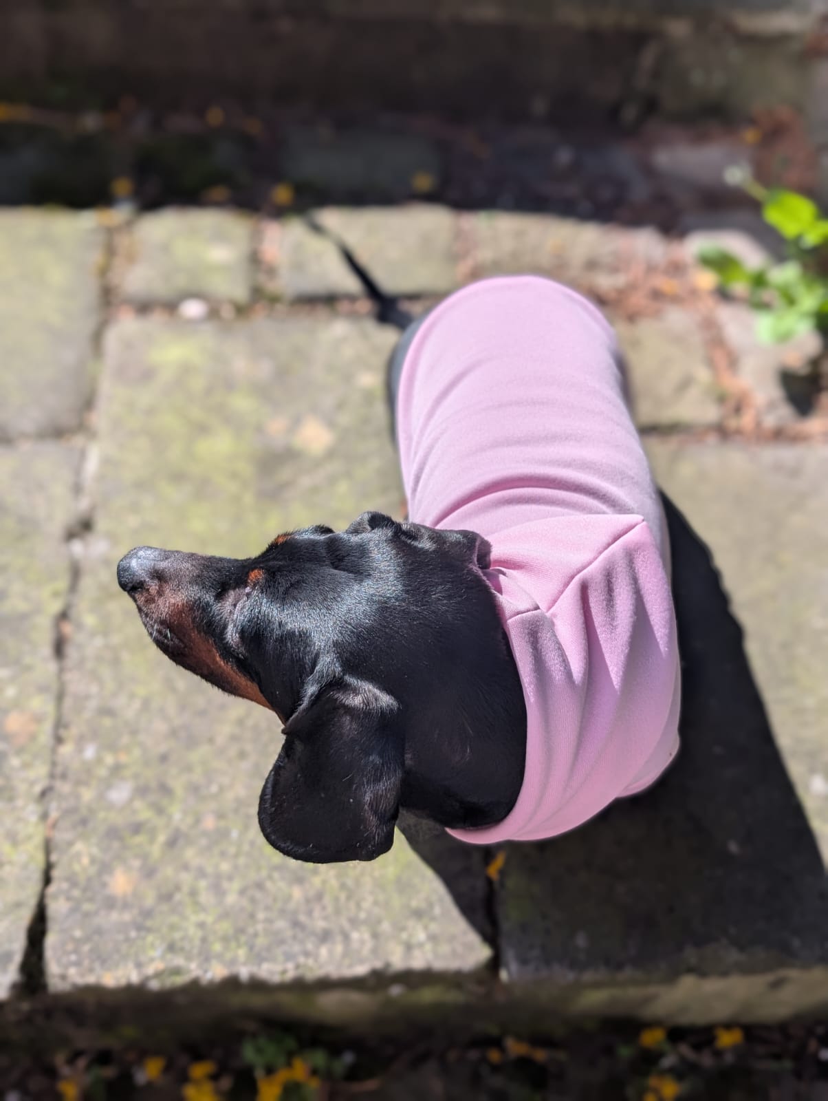 Pet hoodie