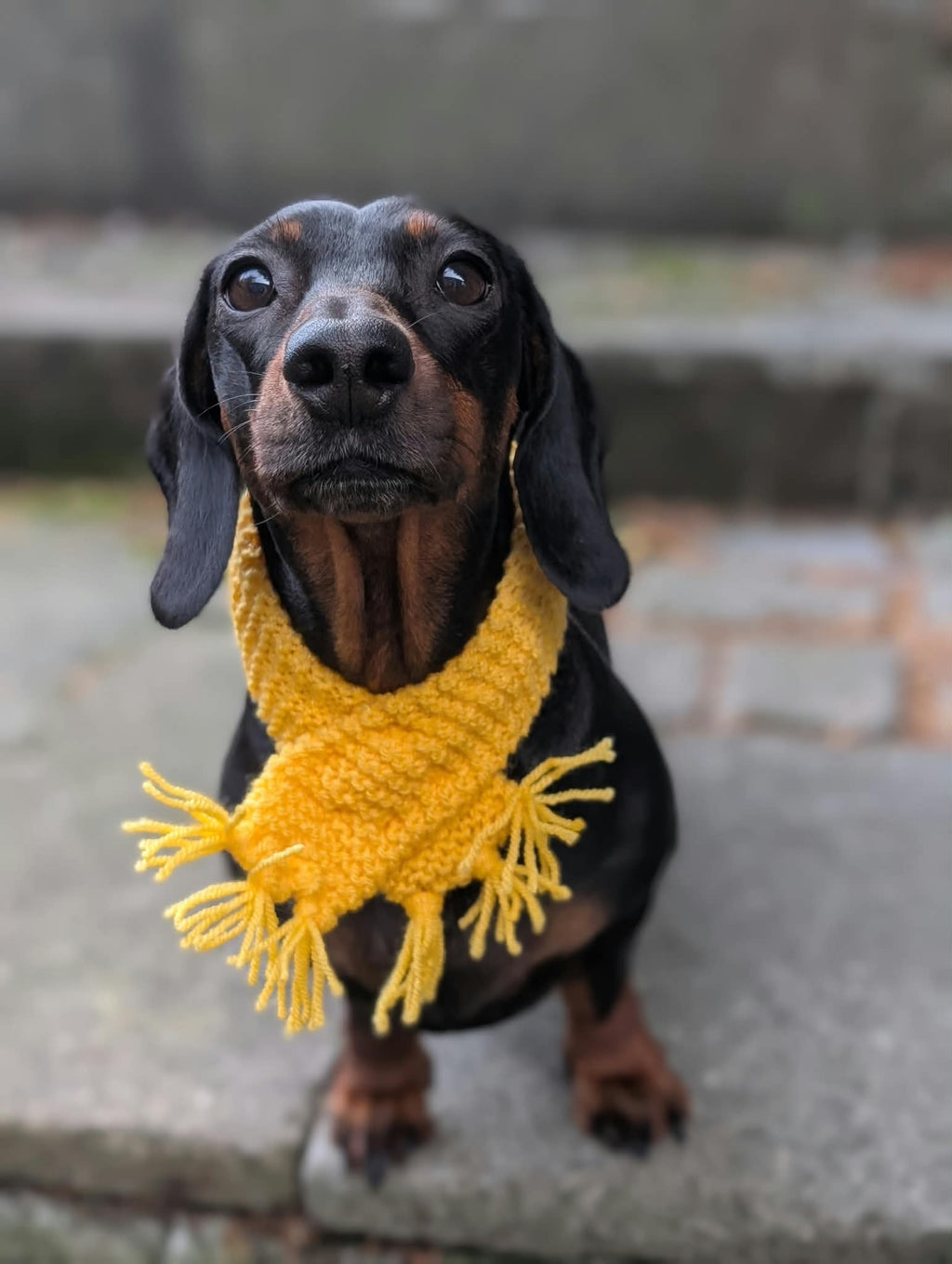 Pet scarf