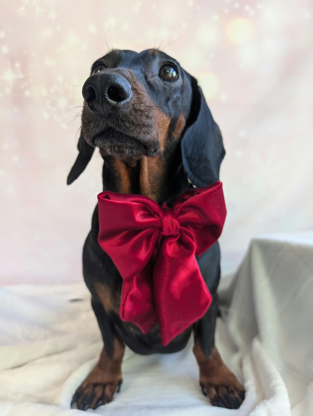Christmas velvet sailor bows