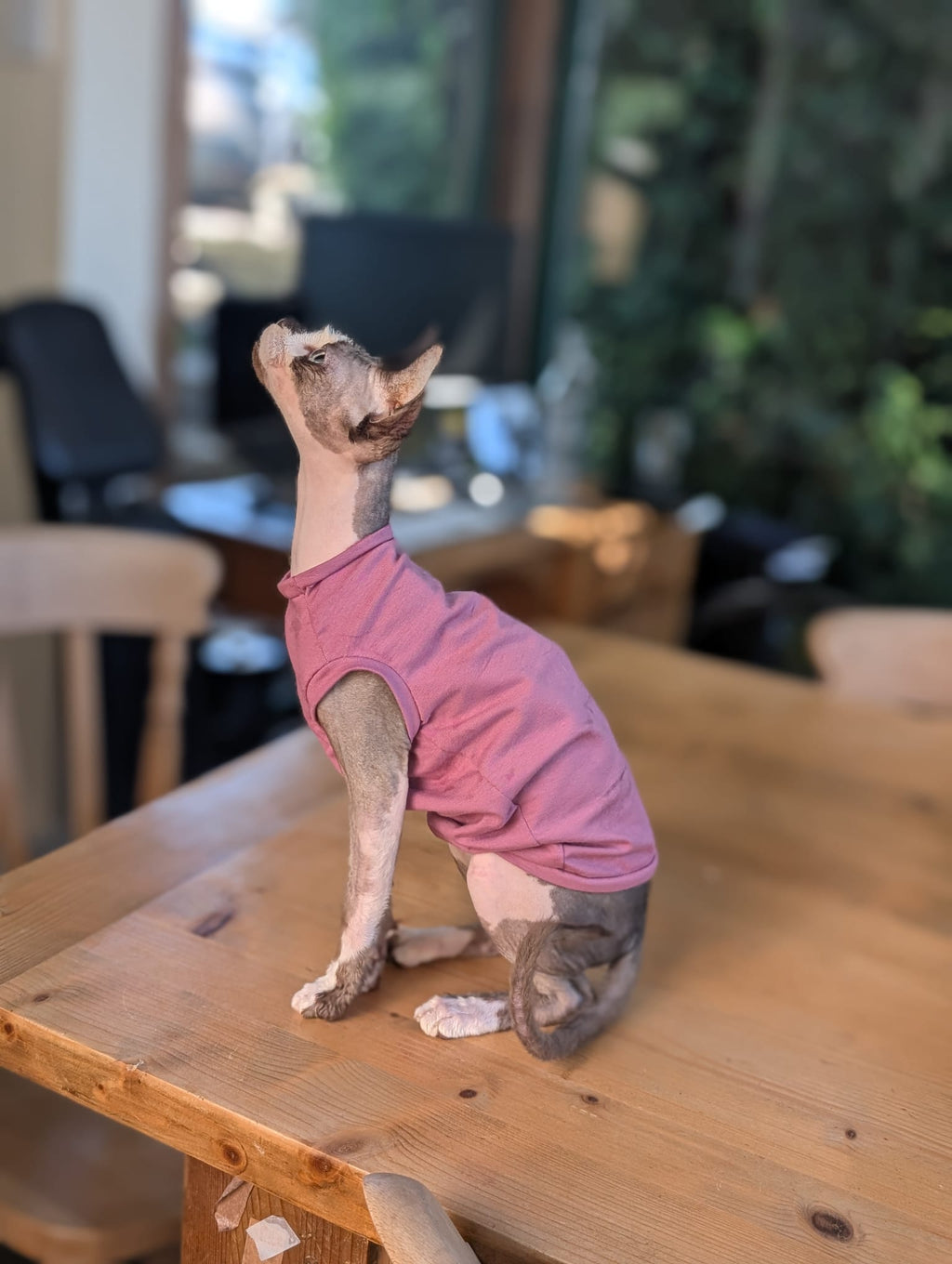 Plain colours cat jerseys
